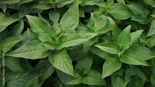 Fresh Salvia Divinorum Leaves on Plant for Harvesting