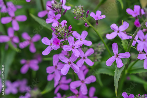Hesperis matronalis is an herbaceous flowering plant species in the family Brassicaceae. common names including dame's rocket, damask-violet, dames-wort, dame's gilliflower, sweet rocket.