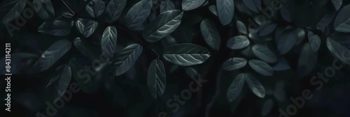 Lush,verdant foliage against a dark,moody backdrop creating a sophisticated,atmospheric and contemplative mood. The dense,organic textures and patterns of the leaves offer a minimalist.