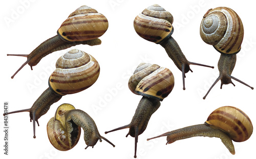 garden snail on white background png 