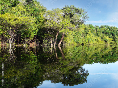 Amazon river and rain forest jungle, Brazil