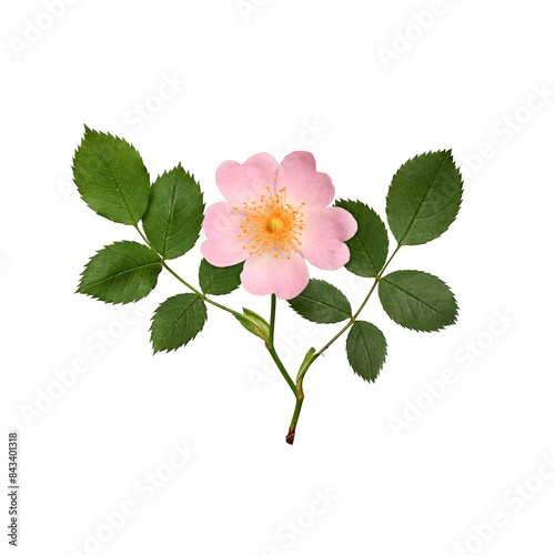 Rosehip flower on a branch with green leaves isolated on white. Flat composition, top view. Element for creating designs, cards, patterns, floral arrangements, frames, wedding cards and invitations.