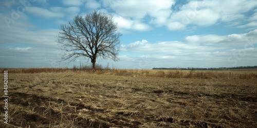 A single bare tree stands in a field of dry brown grass under a bright blue sky with white clouds