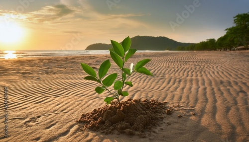 plant on the beach wallpaper sunset on the sea, sunset at the beach, surfboards on the beach, sunset on the beach, planches de surf plantées dans le sable sur une plage déserte le soir au moment 