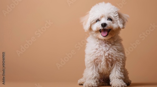 A happy Bichon Frise puppy sitting on a solid cream background with space above for text