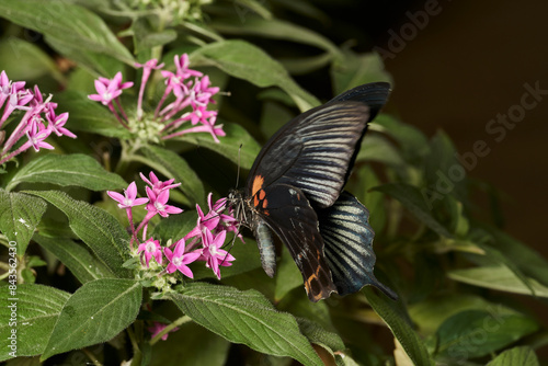 mariposa negra sobre hojas verdes 