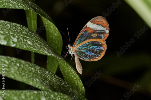mariposa alas de cristal (greta oto)