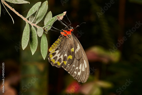 mariposa alas de pájaro (parides erithalion) 