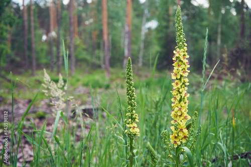 Dziewanna pospolita ,Verbascum nigrum L.