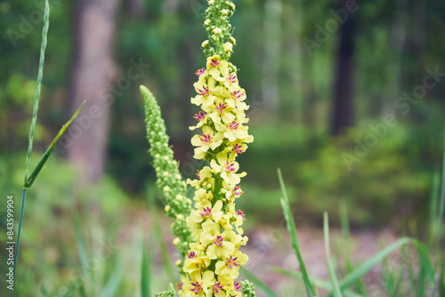 Dziewanna pospolita ,Verbascum nigrum L.