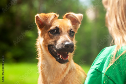 Portrait of a young mixed breed dog, red in color, on a natural green nature background. The shot shows the shoulder of a volunteer in a green, holding a dog in his arms. Call to help the homeless.