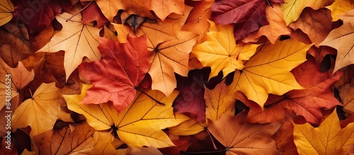 A flat lay composition of autumn leaves with ample open space for additional content or imagery