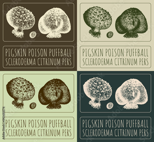 Set of drawing PIGSKIN POISON PUFFBALL in various colors. Hand drawn illustration. The Latin name is SCLERODERMA CITRINUM PERS.