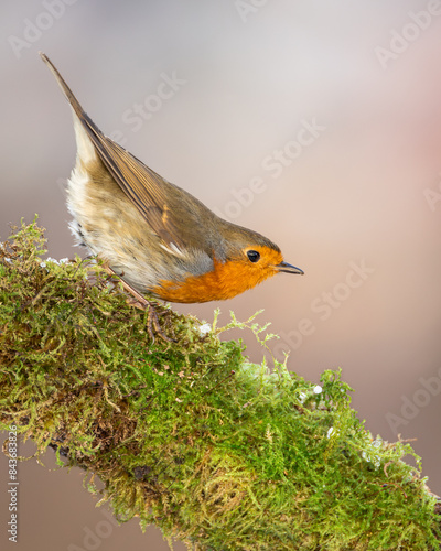 rudzik zwyczajny Erithacus rubecula