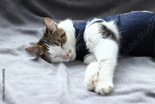 Close-up of a cat in a blanket after sterilization. Cat at home after surgery. Home care for an animal in a postoperative bandage. Cat after anesthesia. Pet after abdominal surgery. Castration