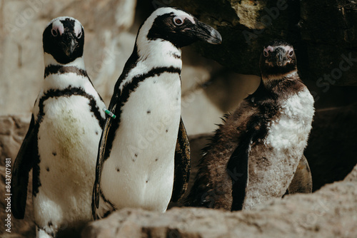 Brillenpinguine (Spheniscus) in einem Tierpark in Berlin