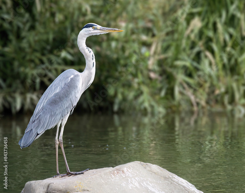 Grey Heron standing on the rock in river.