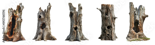 collection of old tree stump with an opening isolated on transparent or white background