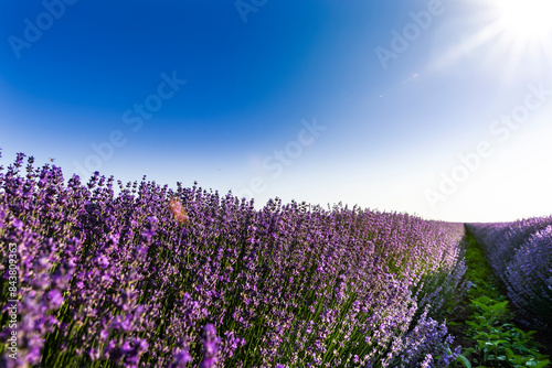 Lavendelfeld bei Dobrich in Bulgarien