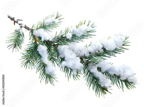 Pine branches covered with snow on transparent background