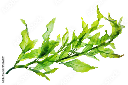 A vibrant green sprig of seaweed with ruffled leaves. A perfect image for healthy food, ocean life, and nature themes.