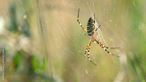 large wasp spider sits on a web on a blurry background. Argiope Bruennichi, or lat spider wasp. a species of araneomorph spider. macro, black-yellow male spider. predator on the hunt