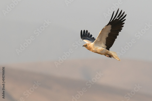 Egyptian vulture (Neophron percnopterus) or white scavenger vulture in flight with blue sky. Wild black and white vulture flying free over the clouds and moutains gliding in Fuerteventura, Spain.