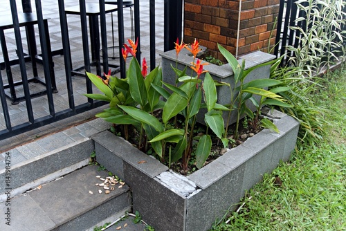 Beautiful flower plants in the garden