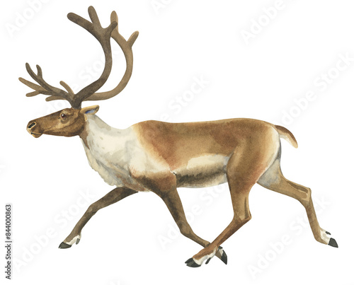 Watercolor reindeer trotting on white background