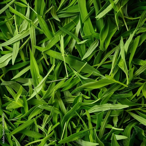 Tarragon texture background, estragon leaf banner, Artemisia dracunculus pattern, fresh herbal leaves