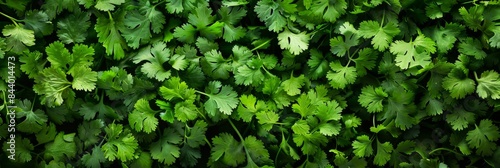 Coriander leaves texture background, cilantro leaf pattern, chinese parsley greens banner, spices, seasonings