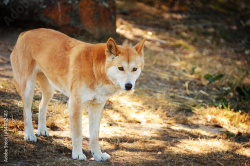 A dingo at Healesville Sanctuary, Melbourne, Victoria, Australia