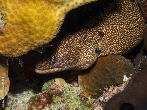 Spotted moray eels (Gymnothorax moringa) in Cozumel, Mexico. Underwater photography and travel.