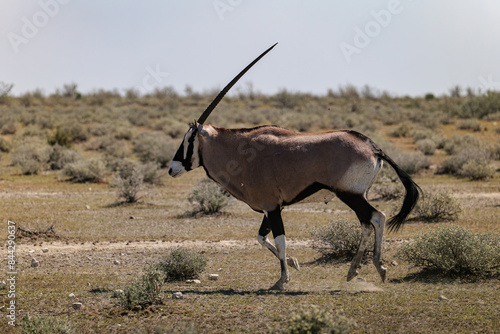 The gemsbok (Oryx gazella), or South African oryx, is a large antelope in the genus Oryx. It is endemic to the dry and barren regions of Botswana, Namibia