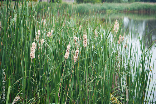 Pałka wąskolistna, Typha angustifolia, L.