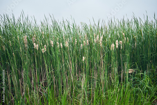 Pałka wąskolistna, Typha angustifolia, L.