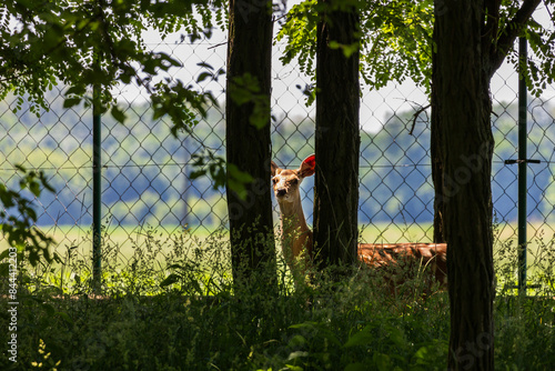 Jelena Sika's female doe hides behind a tree in the forest