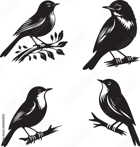 Nightingale Birds vector silhouette image