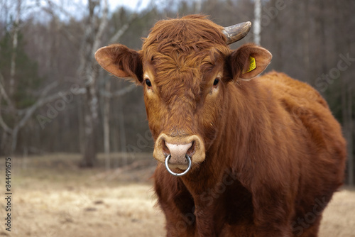 Brown Cow Standing in Field With Trees