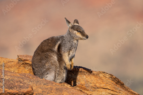 Rock wallaby in the Olive Pink Botanic Garden, Alice Springs, NT, Australia