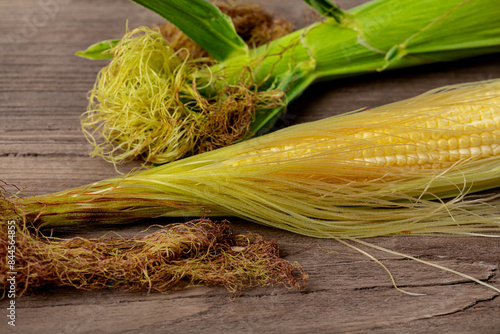 Ear of corn at blister growth stage. Grain fill, corn farming, agriculture concept.