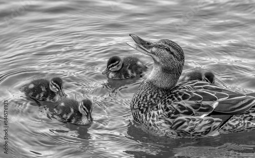 duck and ducklings swim on the lake