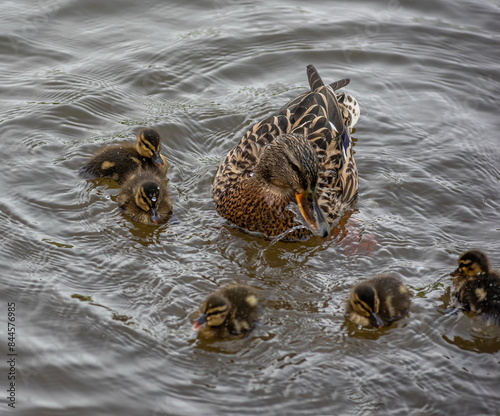 duck and ducklings swim on the lake