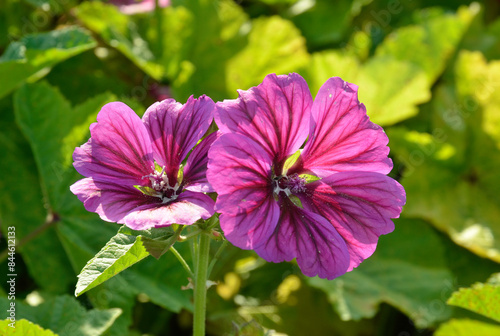 Malva sylvestris 'Mauritanica' , Mauve