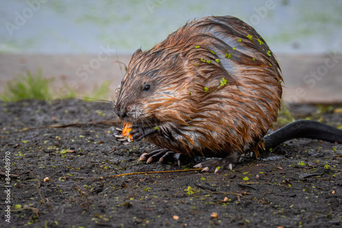 A muskrat sits on the ground near the water and eats towards the camera lens on a cloudy summer day. 