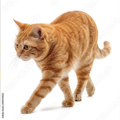 Orange tabby cat walking with focused expression transparent background