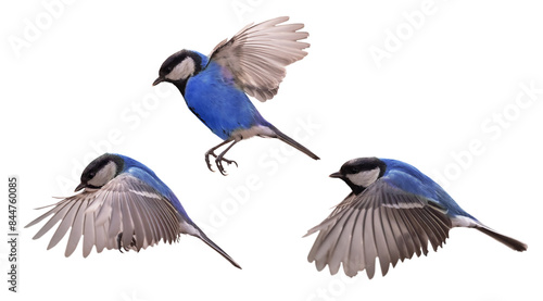 small isolated three blue tits in fast flight