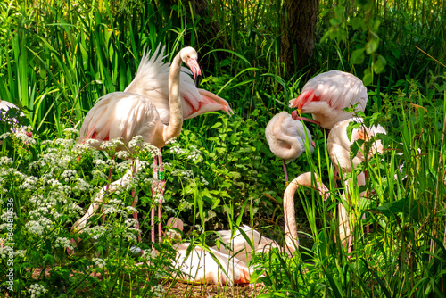 Flock of pink flamingos in London Zoo, UK