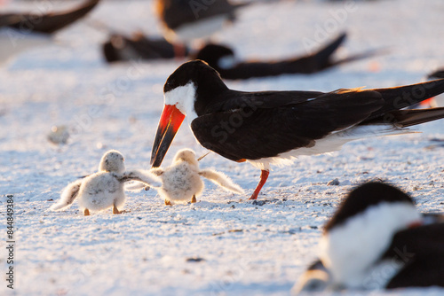 Baby black skimmer (Rynchops niger) chicks on Lido Beach, Florida . These seabirds are part of a nesting colony.