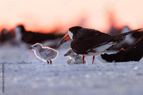Baby black skimmer (Rynchops niger) chicks on Lido Beach, Florida . These seabirds are part of a nesting colony.